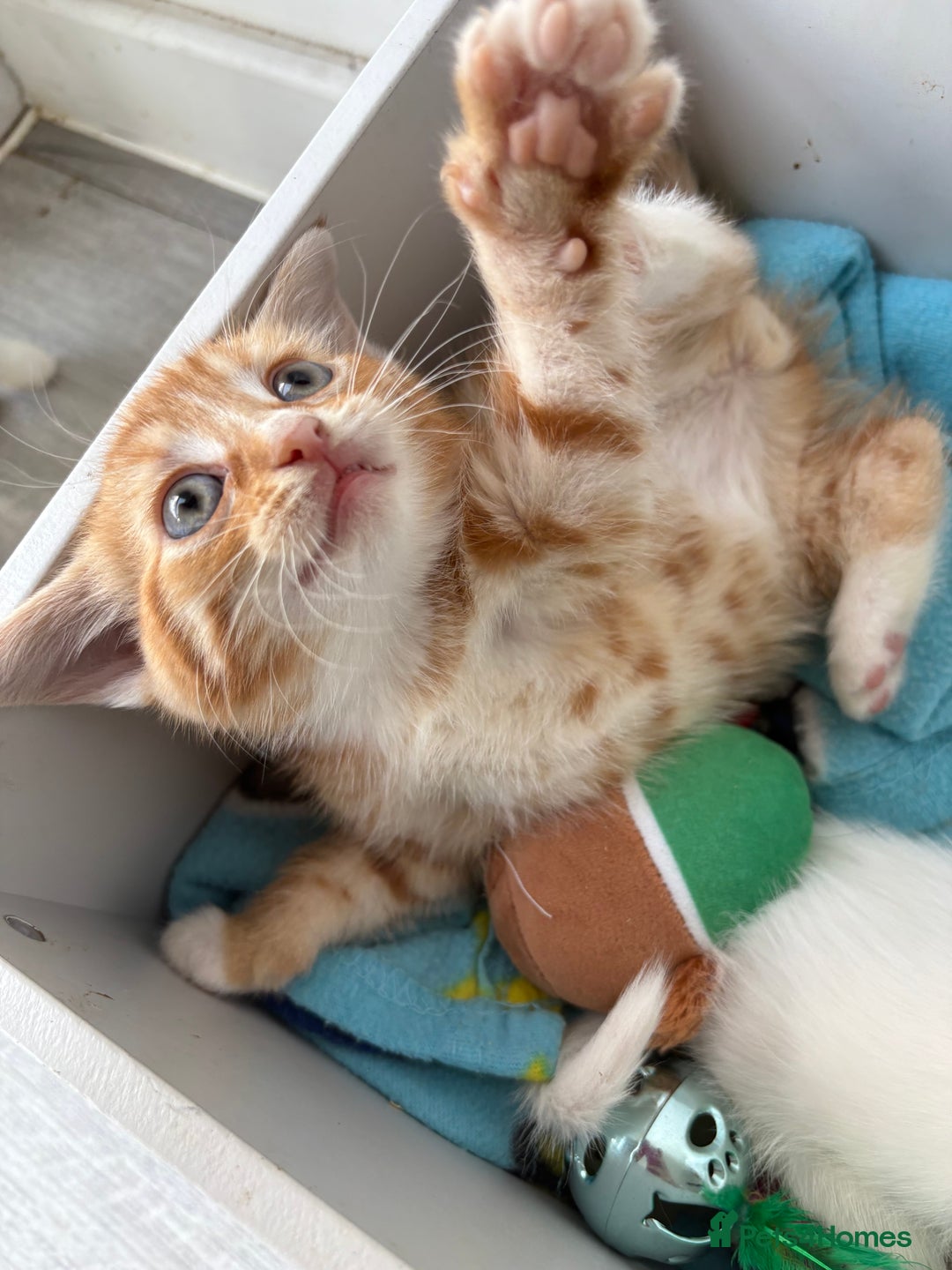 Domestic Shorthair cats for sale: Kittens looking for forever home.  - Image 26