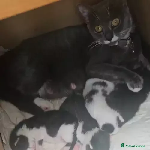 Domestic Shorthair cats kitten for sale - Advert 1