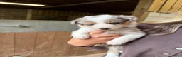 Mixed Breed dogs for sale: Collie puppies  - Advert 16