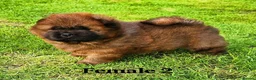 Chow Chow dogs for sale: International Champion bloodline litter  - Advert 20