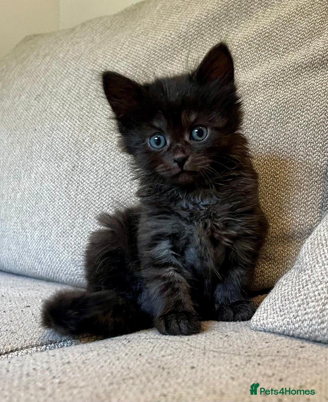 Mixed Breed cats for sale: 5 Beautiful fluffy kittens ready to be re-homed ❤️ - Image 7