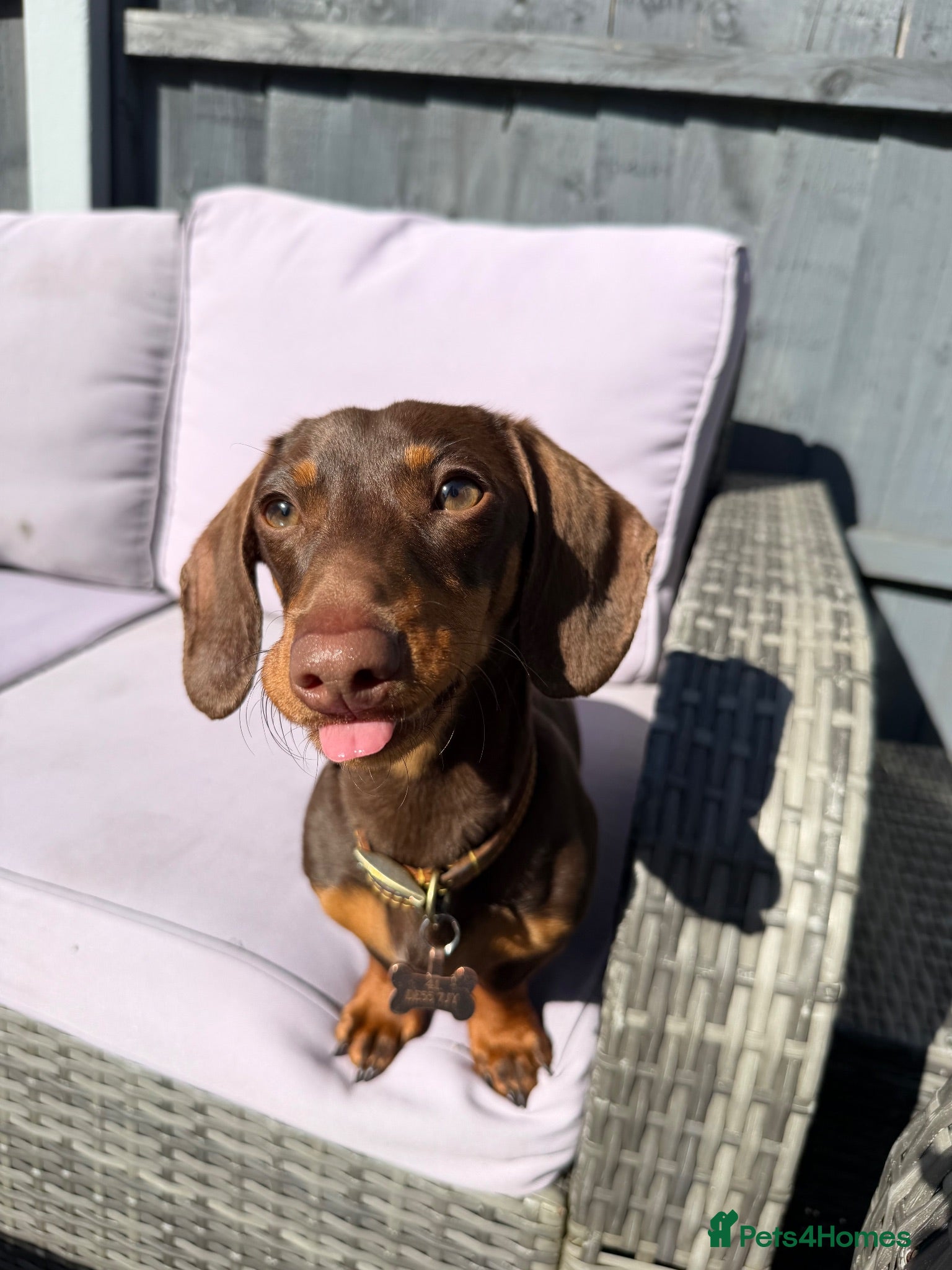 Miniature Dachshund dogs Frankie in Search of His Forever Home  - Advert 3