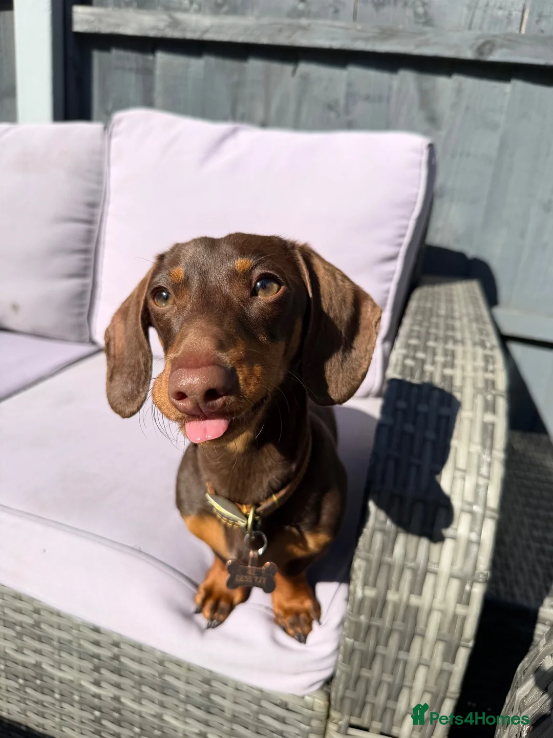 Miniature Dachshund dogs for sale: Frankie in Search of His Forever Home  in Alfreton - Advert 1
