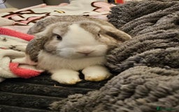 Chinchilla rabbits for sale: Moonie the bunny - Image 2