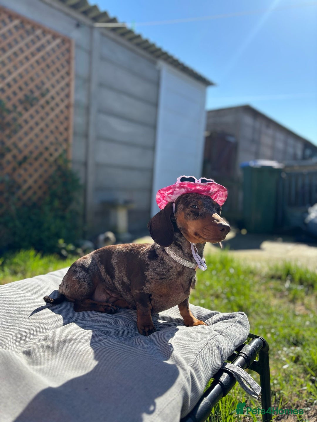 Miniature Dachshund dogs for sale: Miniature Dachshund - Image 15