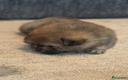 Chow Chow dogs for sale: Puppies looking for new home - Image 8