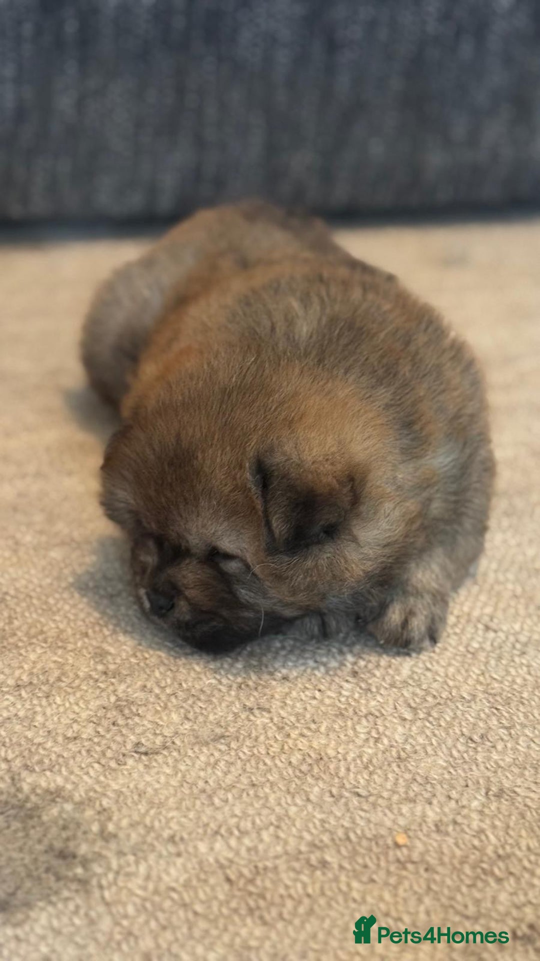 Chow Chow dogs for sale: Puppies looking for new home - Image 8
