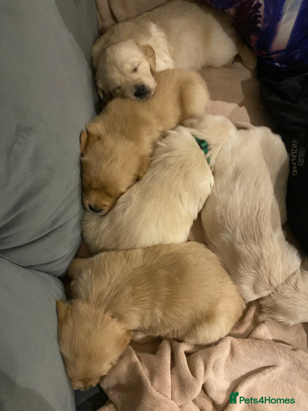 Golden Retriever dogs for sale: Gorgeous Golden Retriever Puppies - Advert 5