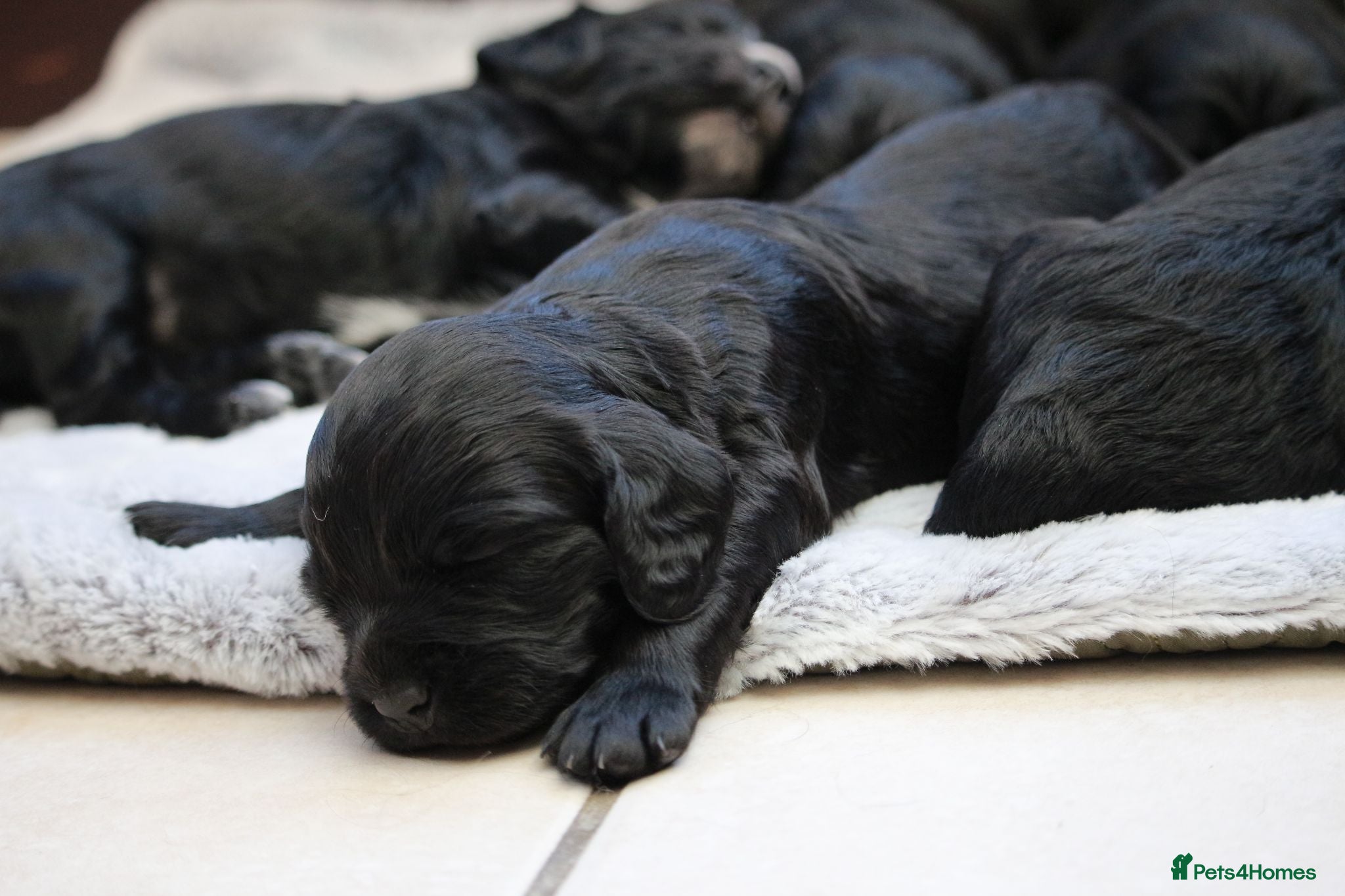 Cocker Spaniel dogs KC Registered Working Cocker Spaniel Puppies  - Advert 1