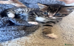 Mixed Breed cats for sale: 1 male kitten - ready to go - Image 6