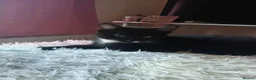 Mixed Breed cats for sale: Two 9 week old kittens for sale  - Advert 1