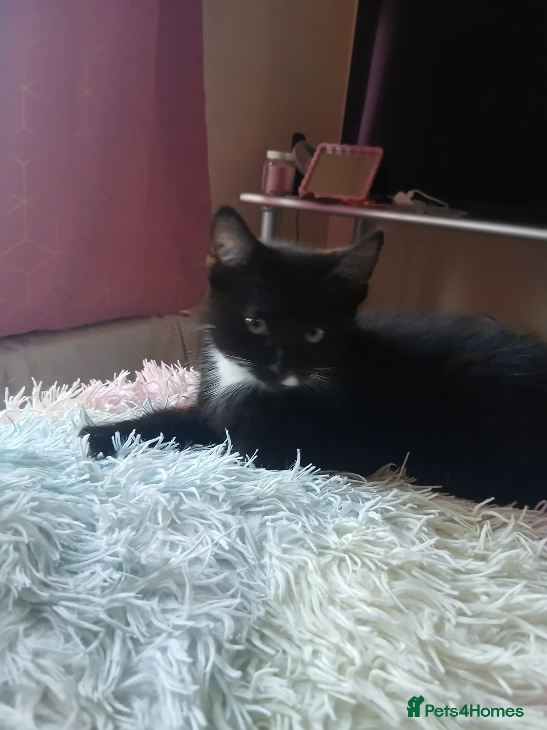 Mixed Breed cats for sale: Two 9 week old kittens for sale  - Advert 1
