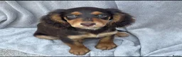 Cocker Spaniel dogs for sale: 7 Chocolate & Tan Cocker Spaniel Pups  - Advert 4