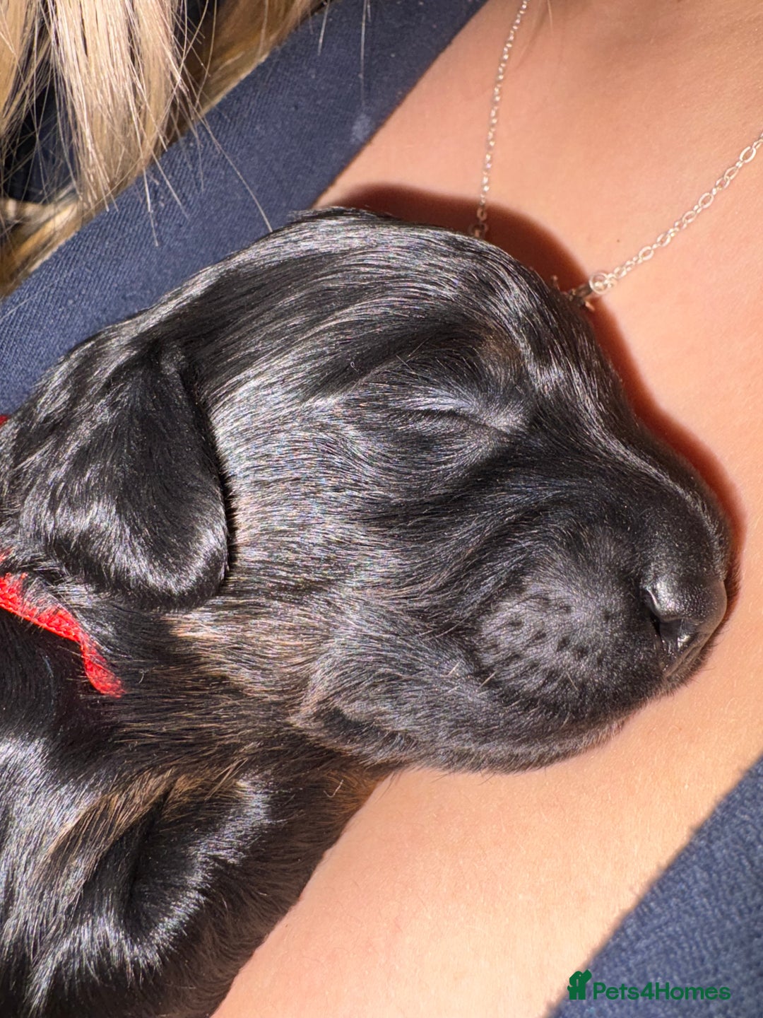 Mixed Breed dogs for sale: Beautiful Cavapoo puppies  - Advert 35