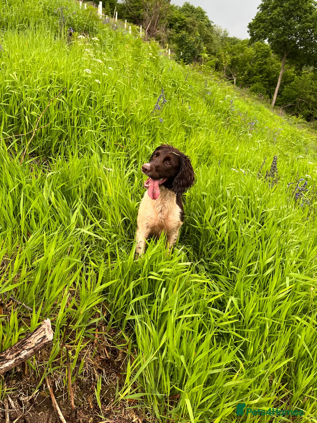 Sprocker dogs for sale: Sprocker Bitch puppy ready to go  - Advert 8