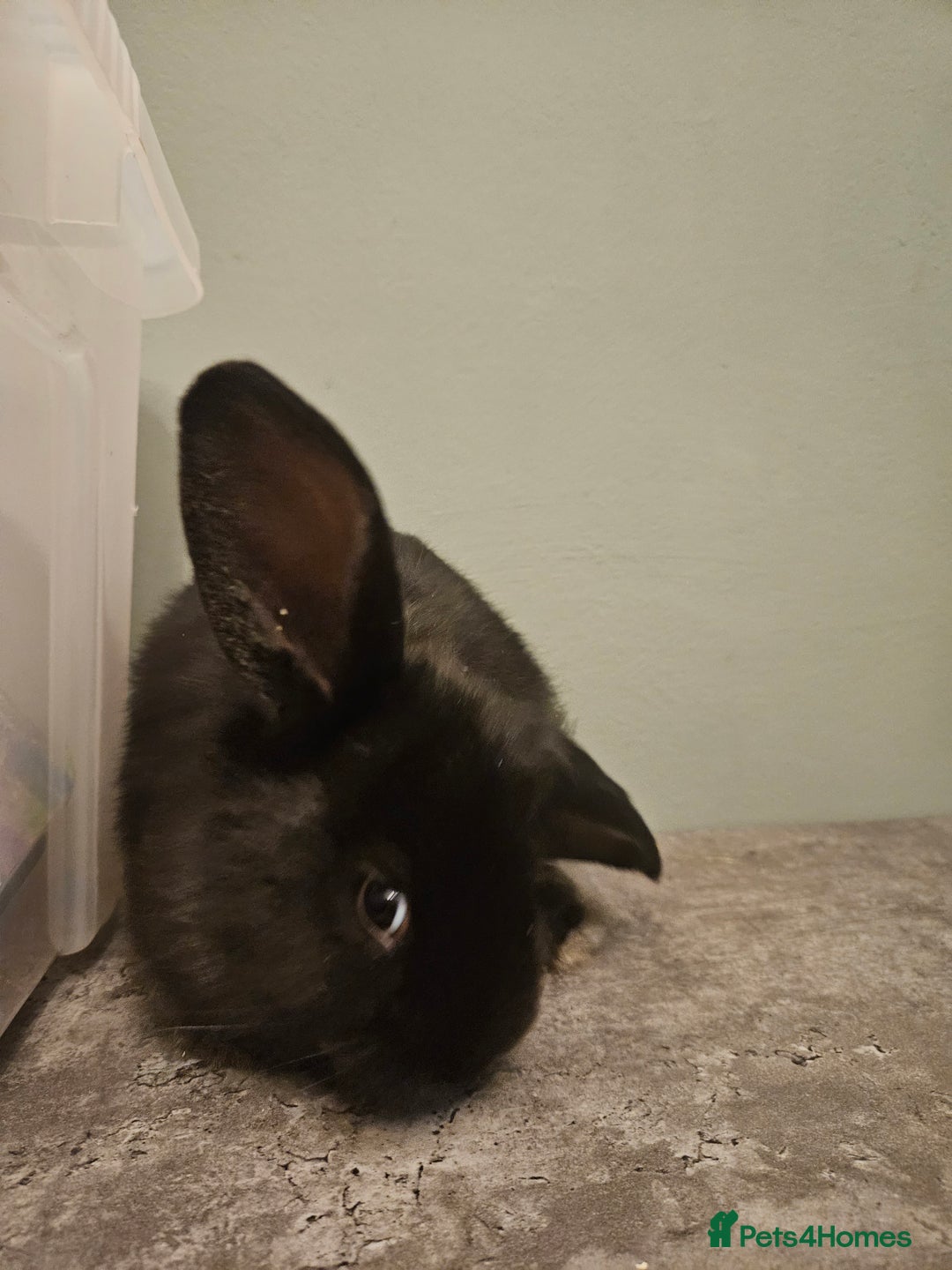 French Lop rabbits for sale: French lop ** last one left** - Advert 5