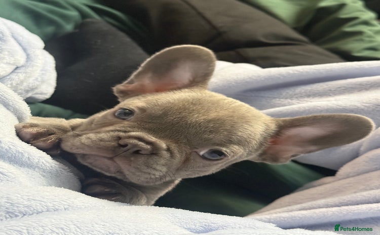 French Bulldog dogs - Advert 7