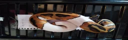 Python Snake reptiles for sale: Cb royal pythons  - Advert 13