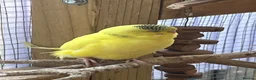 Budgerigars birds for sale: Mr John Hayes  in Carshalton - Advert 2