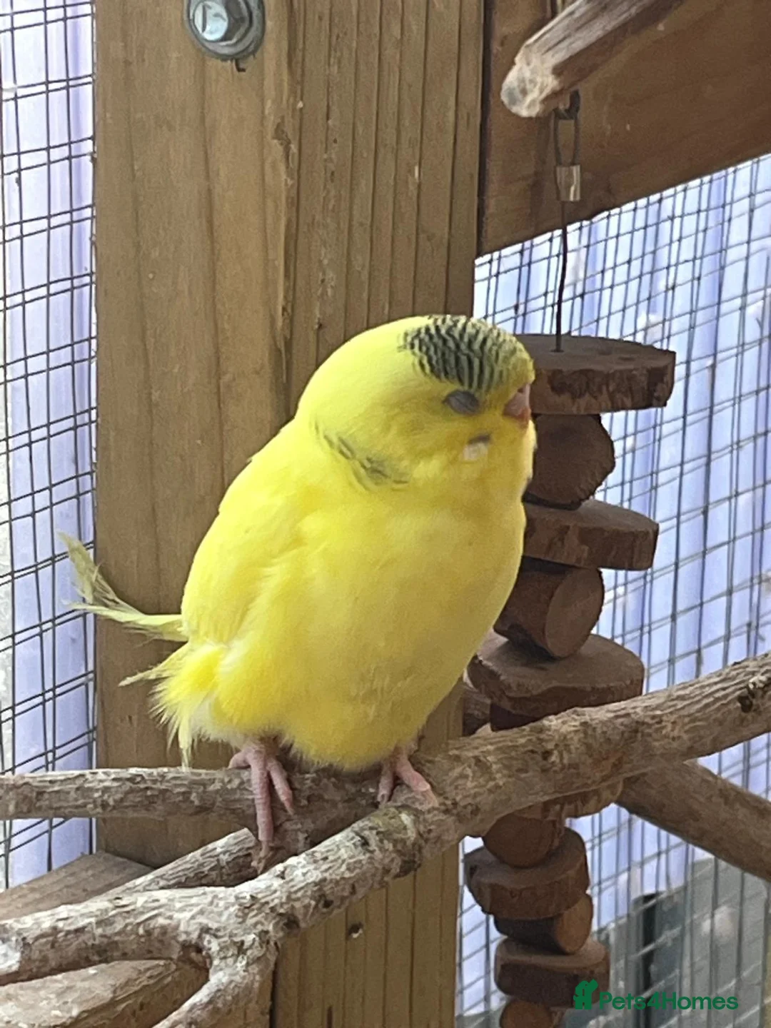Budgerigars birds for sale: Mr John Hayes  in Carshalton - Advert 2