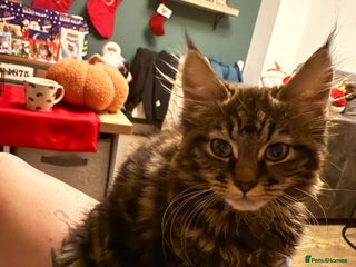 British Shorthair cats Kitten - Advert 16