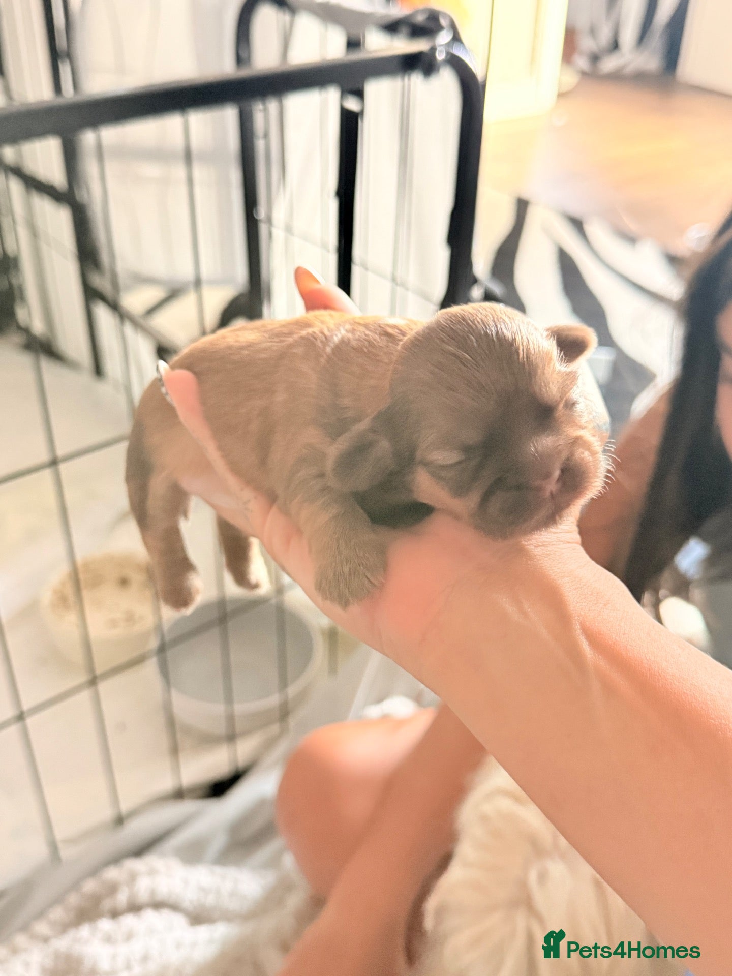 Shih Tzu dogs Stunning pedigree Imperial Shih Tzu Puppies - Advert 1