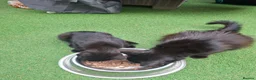 Bombay cats for sale: Bombay blacks kittens  - Advert 6