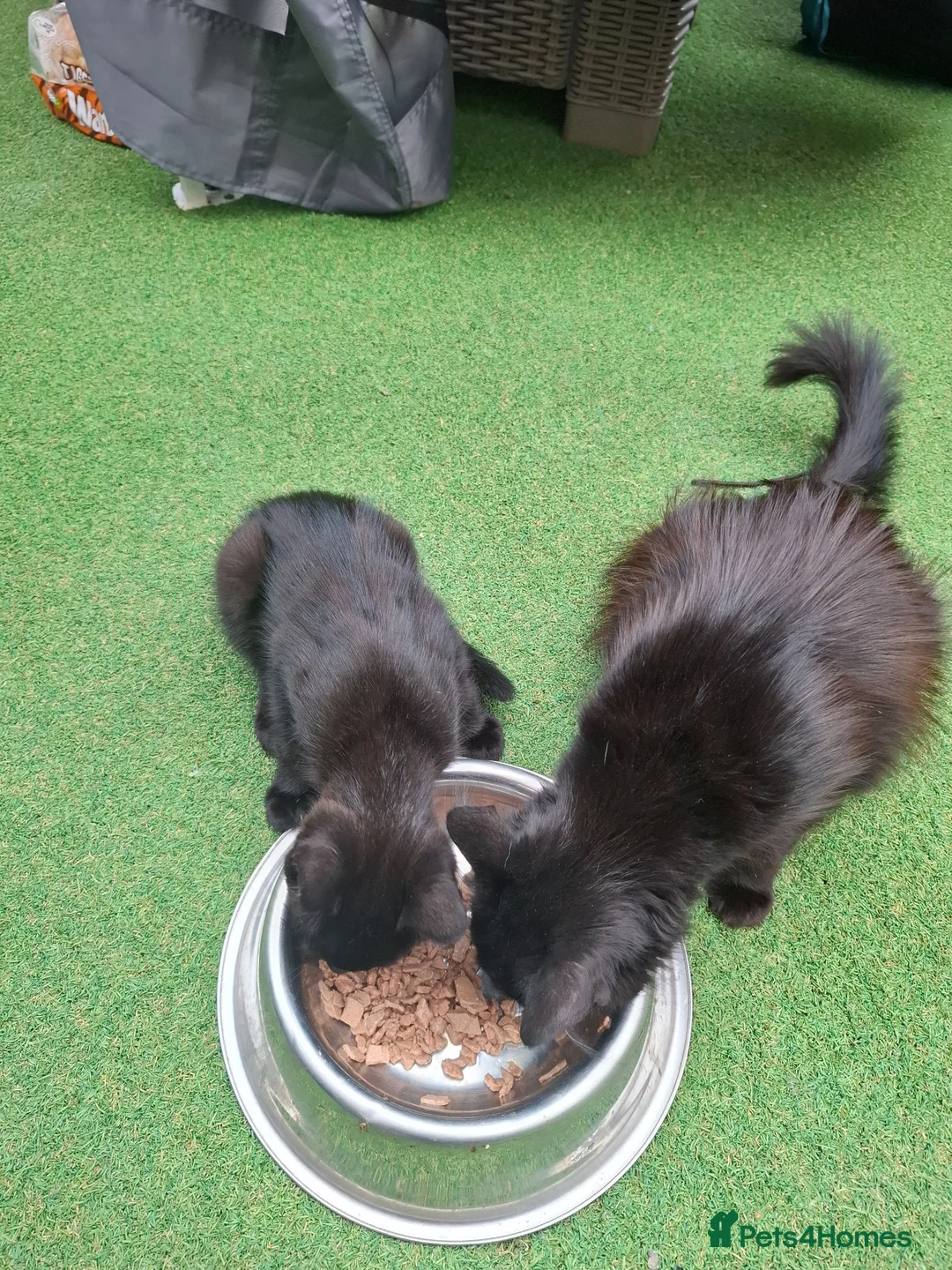 Bombay cats for sale: Bombay blacks kittens  - Advert 6