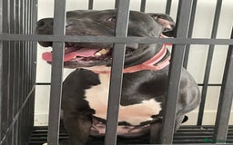 Mixed Breed dogs for sale: Dior  - Image 7