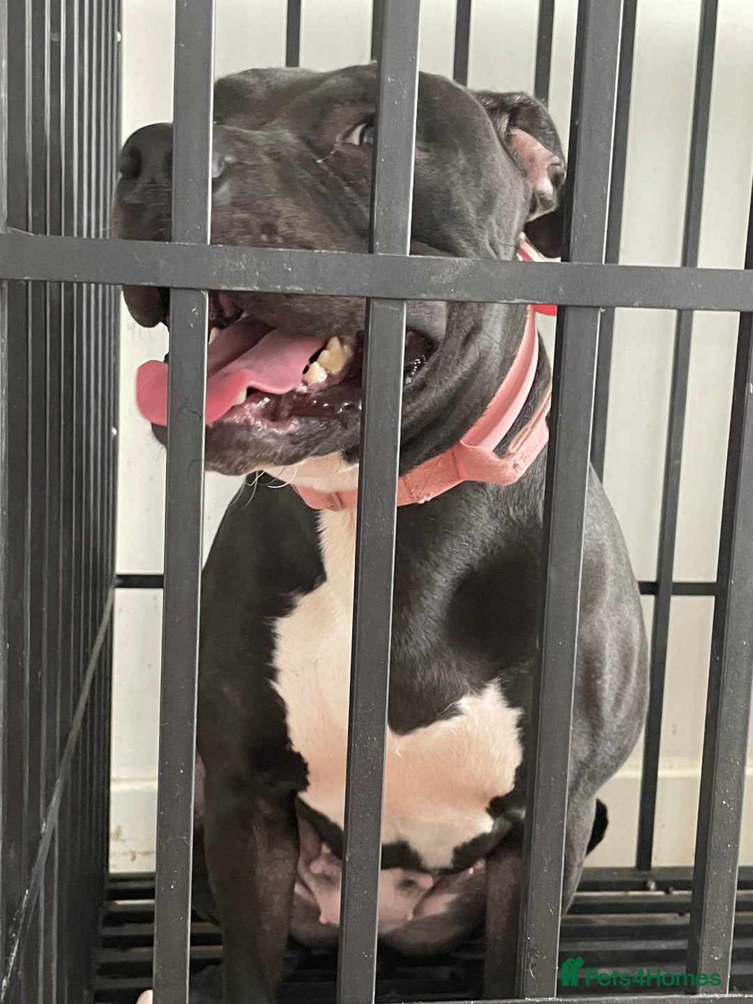 Mixed Breed dogs for sale: Dior  - Image 7