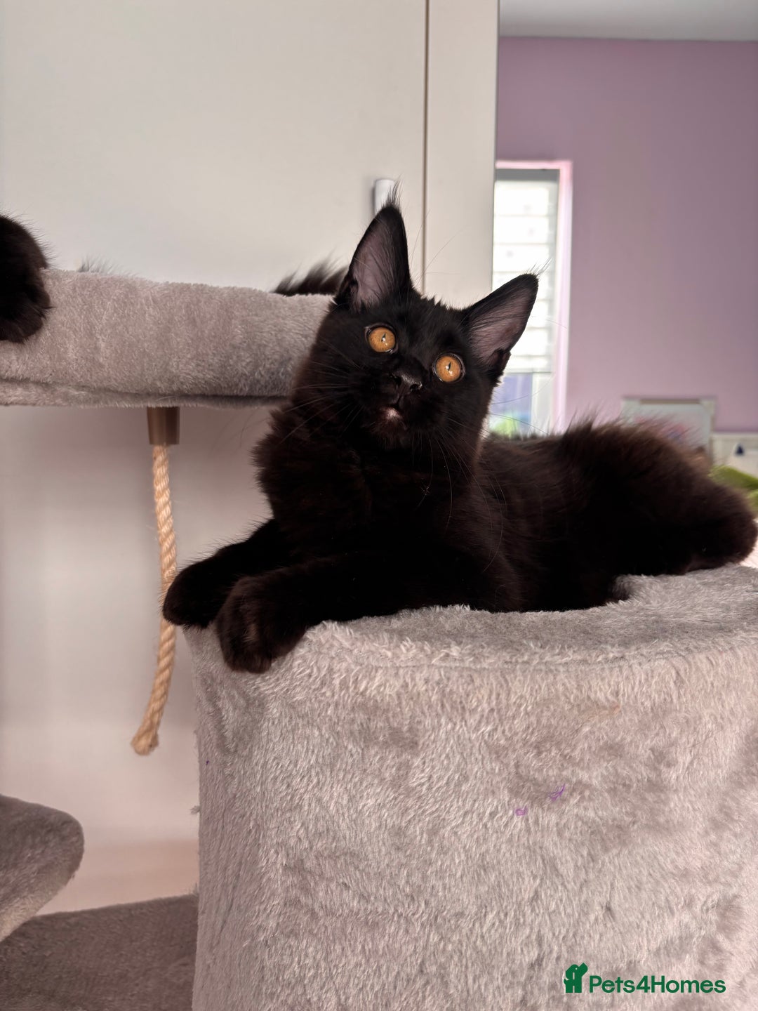 Maine Coon cats for sale: ✨2 GCCF Females Ready to go!✨ - Advert 5