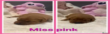 Labrador Retriever 4