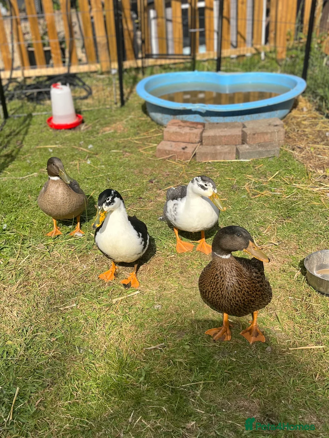 Mixed Breed birds for sale: Pekin x Silver Appleyard Ducks - Advert 1