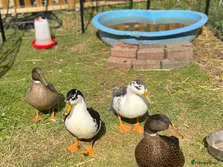 Mixed Breed birds Pekin x Silver Appleyard Ducks - Advert 2