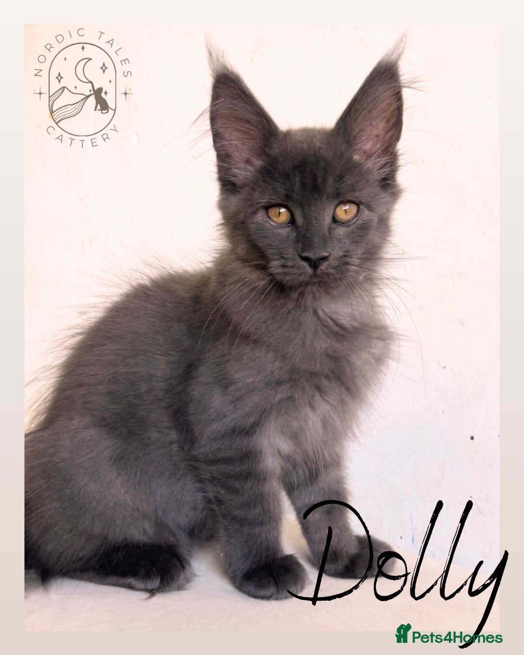 Maine Coon cats Gorgeous Solid Blue Maine Coon Kitten  - Advert 1