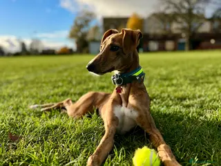 Mixed Breed dogs WIPPET mix greyhound - Advert 1