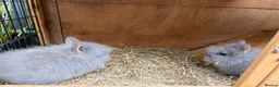 Lionhead rabbits for sale: Double mane lion head baby’s for sale  - Advert 19