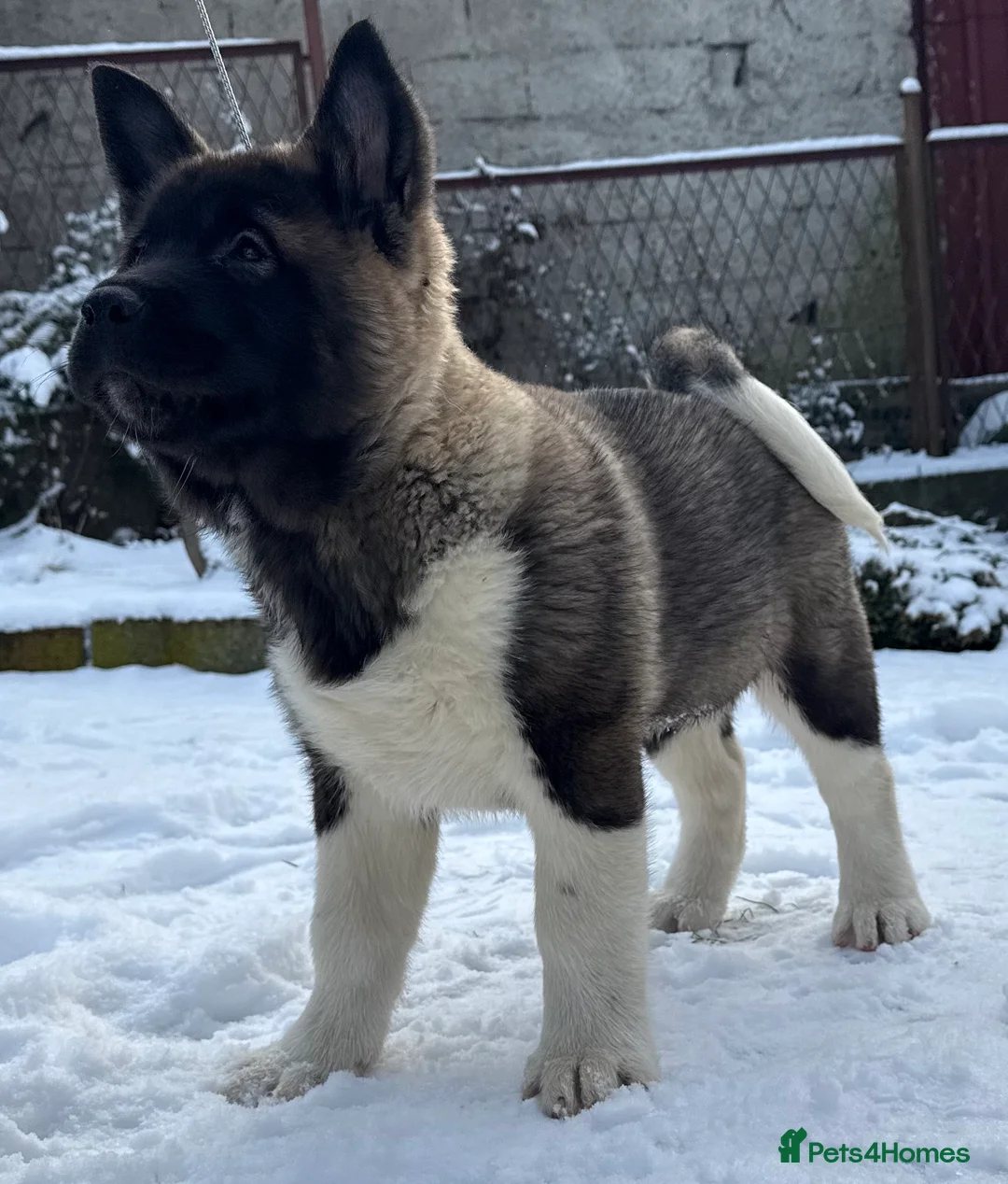 Akita dogs for sale: AMERICAN AKITA LOOKING FOR HOME - Advert 2