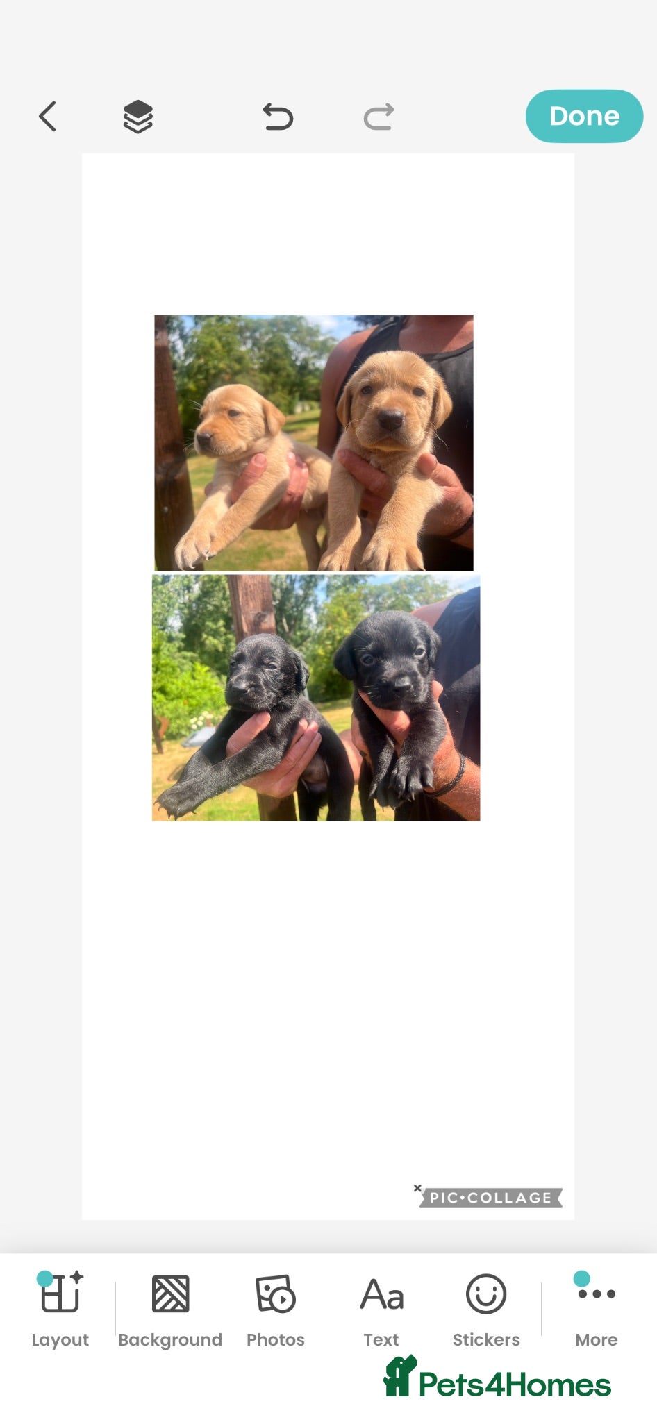 Labrador Retriever dogs KC BLACK & YELLOW LABRADOR PUPS HEALTH TESTED - Advert 14