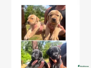 Labrador Retriever dogs KC BLACK & YELLOW LABRADOR PUPS HEALTH TESTED - Advert 14