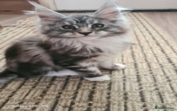 Maine Coon cats for sale: Main coons - Image 20