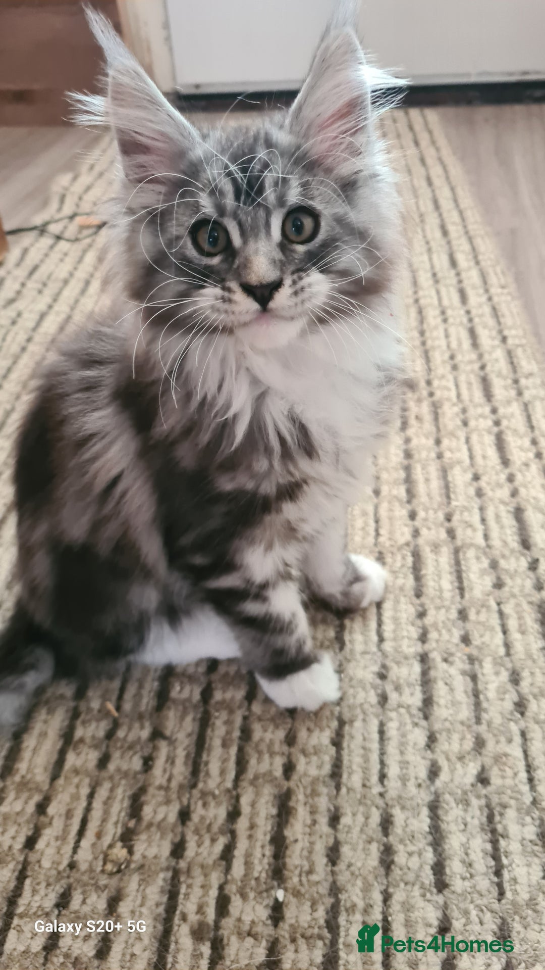 Maine Coon cats for sale: Main coons - Image 20