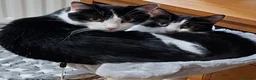 Mixed Breed cats for sale: Rescued cats and kittens - Advert 17