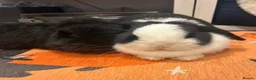 Mini Lop rabbits for sale: Looking for a new home for my beautiful girl  in Pontypool - Advert 4