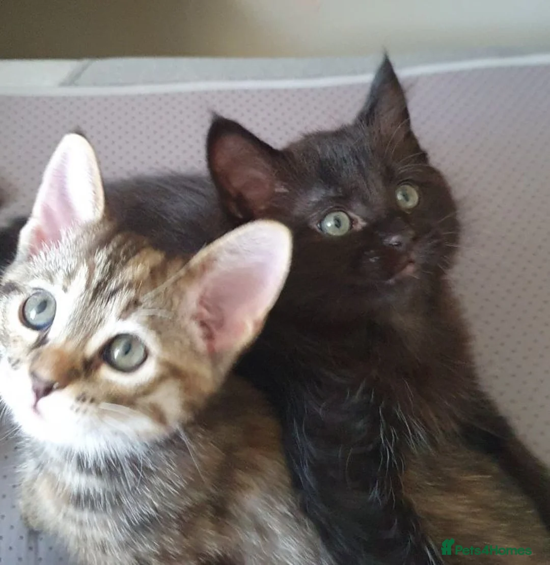 Mixed Breed cats for sale: Two gorgeous 9-week-old half-Ragdoll boys - Advert 2