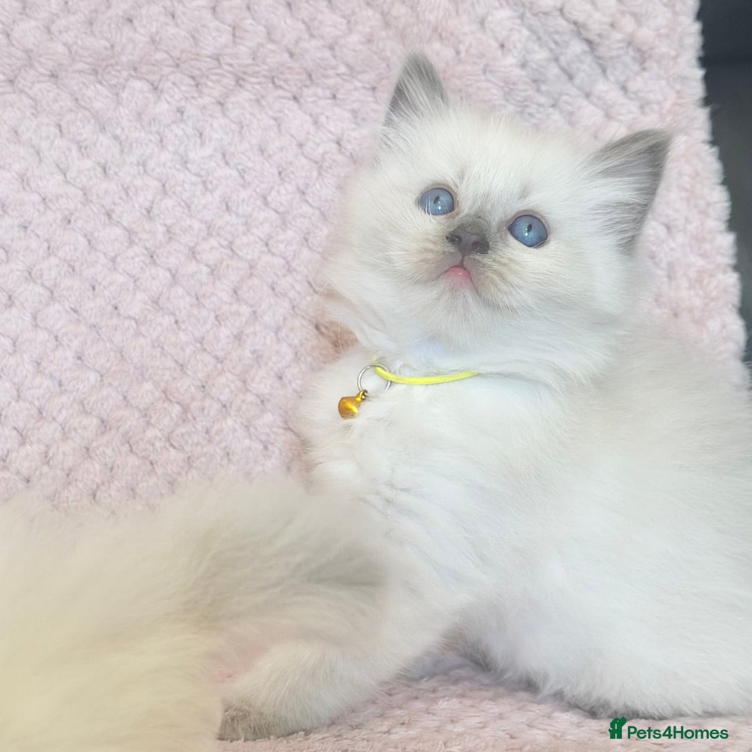 Ragdoll cats for sale: Affectionate, Cuddly, Playful Kittens - Image 12