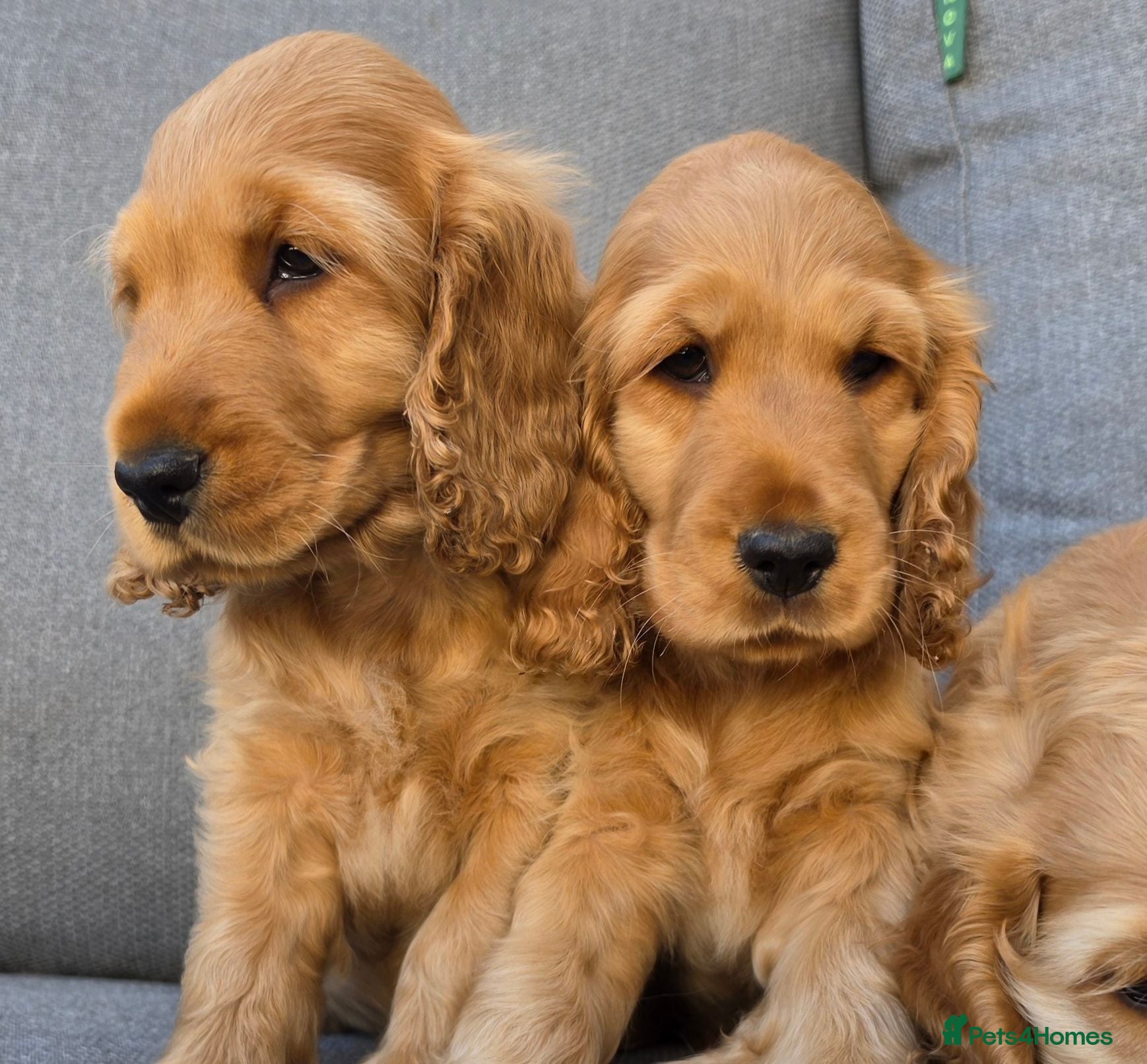 Cocker Spaniel dogs KC SHOW COCKER SPANIELS ( GENETIC TESTED PARENTS) - Advert 1