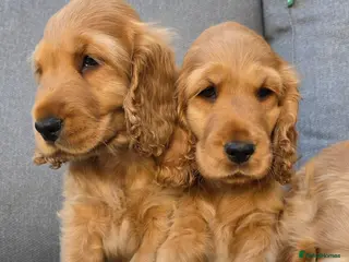 Cocker Spaniel dogs KC SHOW COCKER SPANIELS ( GENETIC TESTED PARENTS) - Advert 1