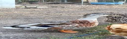 Ducks poultry for sale: Silver Appleyard Drake duck  - Advert 6