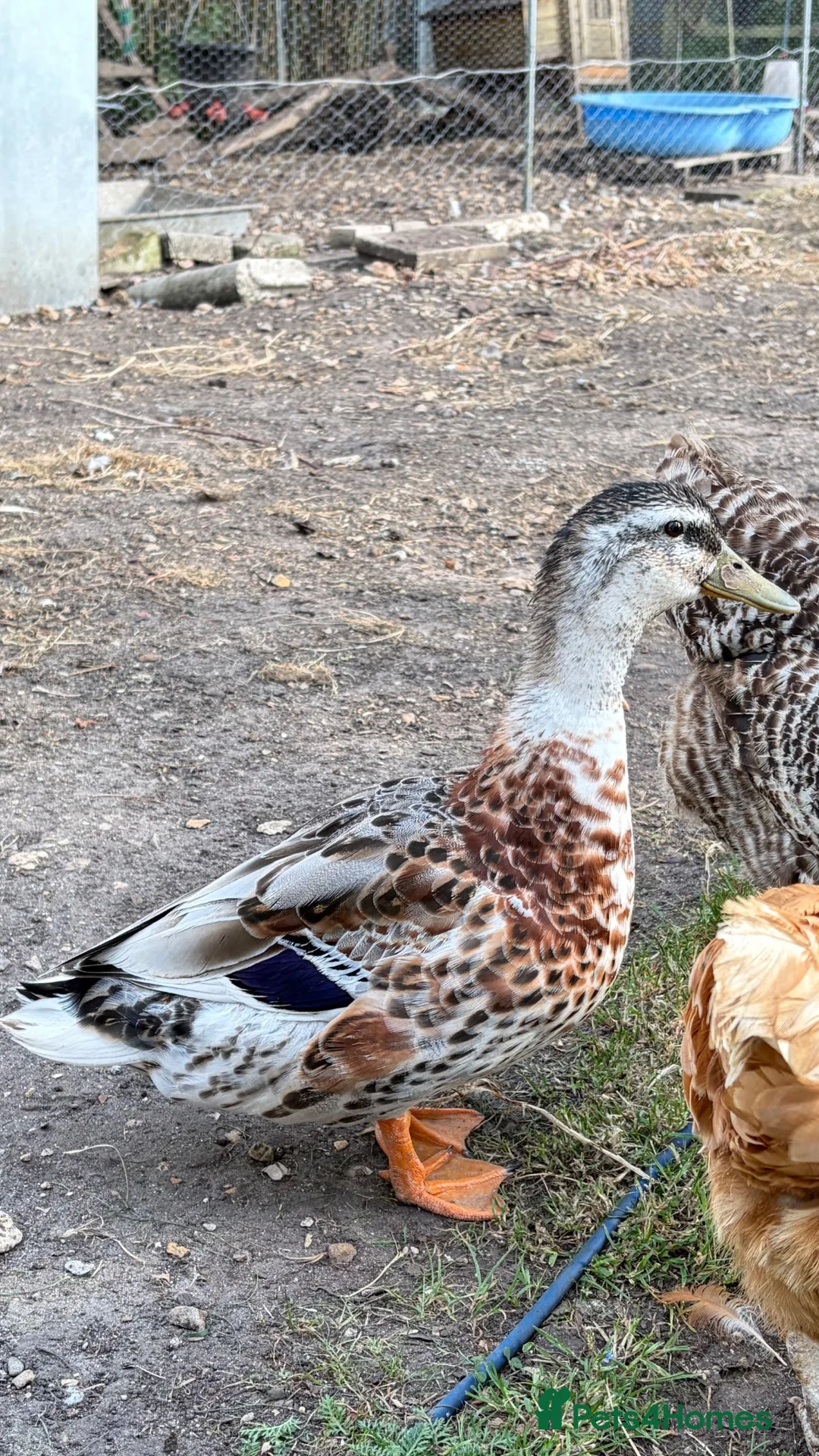 Ducks poultry for sale: Silver Appleyard Drake duck  - Advert 6